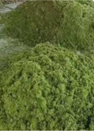 Дробилка для полувлажных материалов6